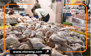 ثبات در بازار مرغ مازندران؛ قیمت مصوب ۱۳۵,۷۰۰ تومان است